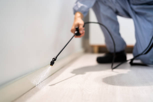 Licensed Wasp Removal service in Erie, IL - Show Me Pest Control
